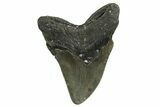 Serrated, Fossil Megalodon Tooth - North Carolina #340840-2